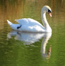 Swan Reflection