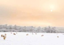 Winter Mist on Deeside