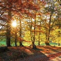 Woodland at Crathes