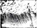 Amr Fahed, "Damascus, doves' flight", 2013