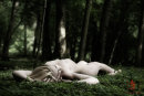 A Bed Of Moss