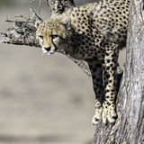 403-Cheetah