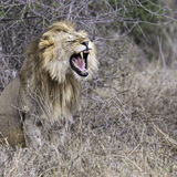 418-Roaring Lion