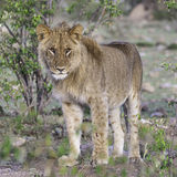 420-Lion