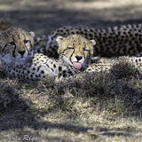 421-Cheetah Cubs