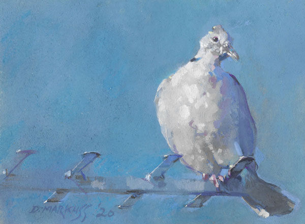 collared dove, bird, painting, gouache