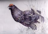 black grouse