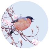 Bullfinch