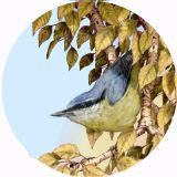 Nuthatch