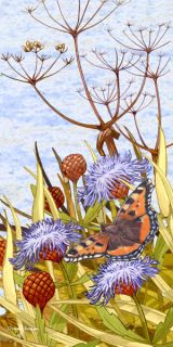 Tortoiseshell Meadow