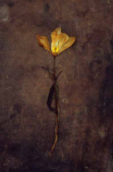 The International Photography Awards 2019