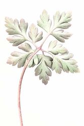 Internat'l Photo Awards '25 Nature - Honour 1