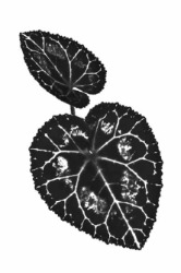 Fine Art Phot'y Awards '25 - Nature 