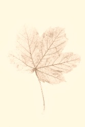 Fine Art Phot'y Awards '26 -Nature