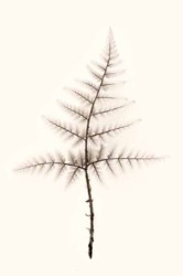 Internat'l Photo Awards '25 Fine Art - Honour 1