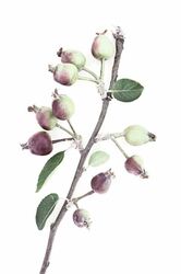 Internat'l Photo Awards '25 Nature - Honour 2