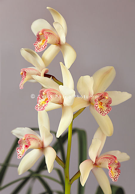 Cymbidium Orchid, 'Min-Cym-Sue'.