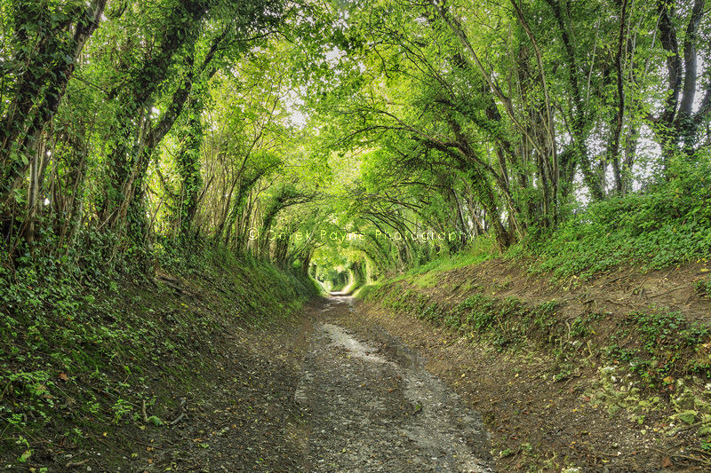 Halnaker Tunnel trail to Windmil