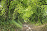 Halnaker Tunnel trail to Windmil