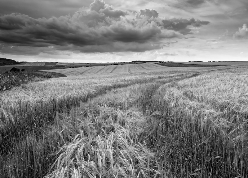 Summers field of Wheat, Lychpole Bottom, NR Steyning Bowl, West Sussex