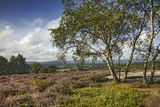 A view from top of Hesworth Common, West Sussex
