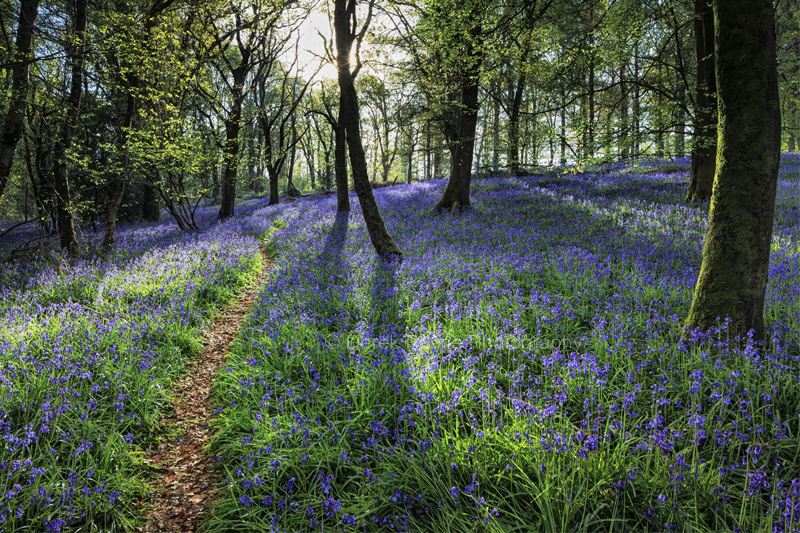 Bluebells in the sunlight.