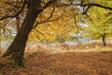 Church Moor - New Forest