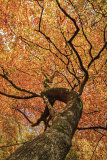 Looking skywards into Autumn.