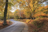 Bolderwood Ornamental Drive.
