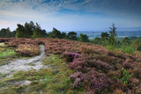 Heather covered Hesworth common