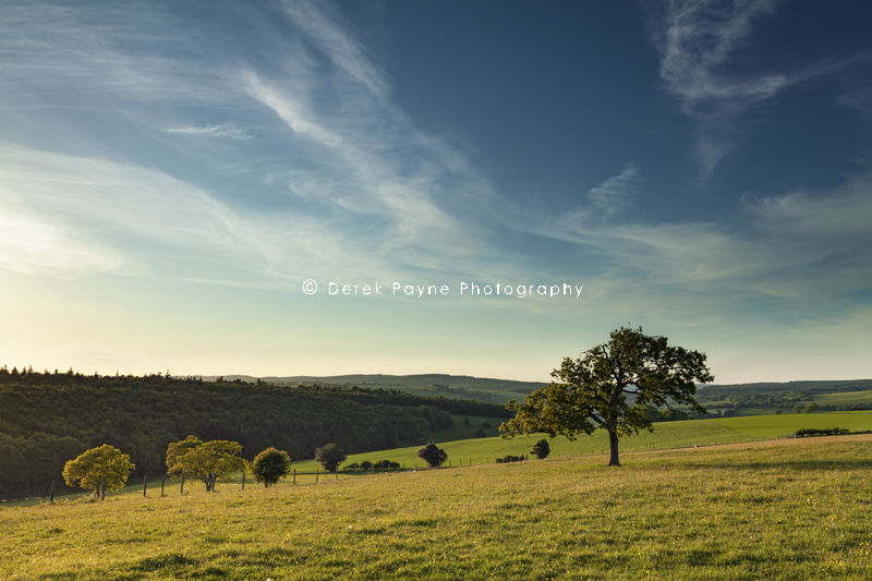 Lone-tree-on-the-top-of-Goodwood