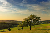 Lone tree at sunset.