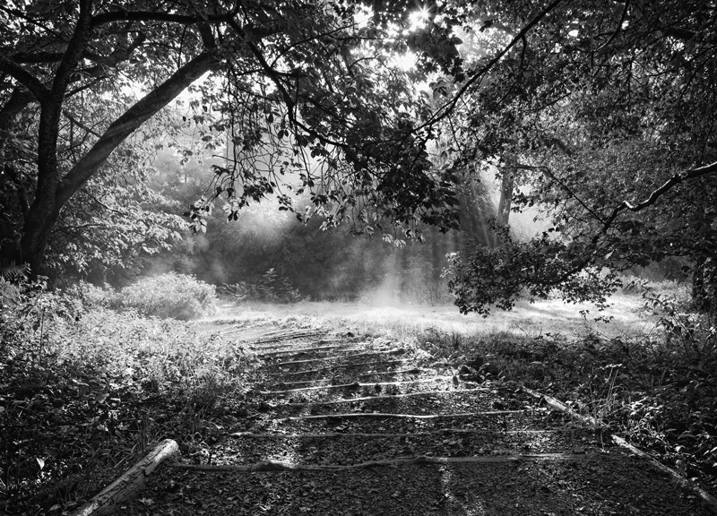 Rays of sunlight, Winkworth, Arboretum, Surrey