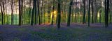 Bluebell Dawn, Micheldever Wood, Hampshire