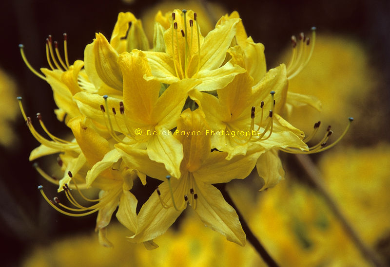 Yellow Rhododendron, Luteum, Leonardslee Gardens, West Sussex