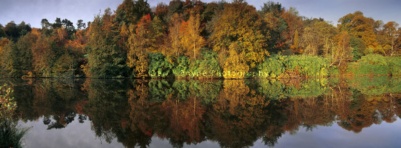 Autumn Reflection, Winkworth, Arboretum, Surrey