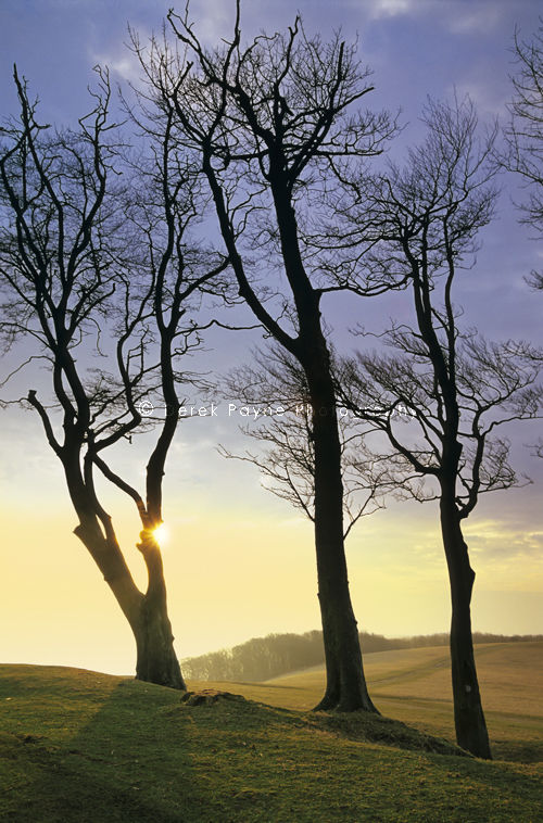 The Morning Sun on Chanctonbury Ring, West Sussex