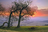 Sunrise on top of Chanctobury, West Sussex.