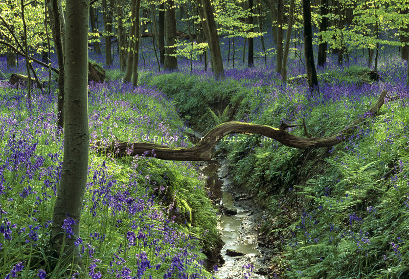 Bluebells of Coldwaltham, Coldwaltham park, West Sussex.