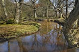 Ober Water, New Forest, Hampshire.
