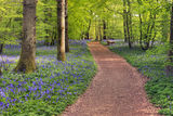Pathway through Arlington bluebell wood, Arlington, East Sussex.