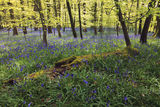 Coldwaltam park Bluebells