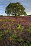 Heather and lone Tree, Lords Peace, West Sussex.