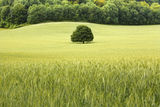 Oak tree in Barley Field, Stead Combe, Cocking