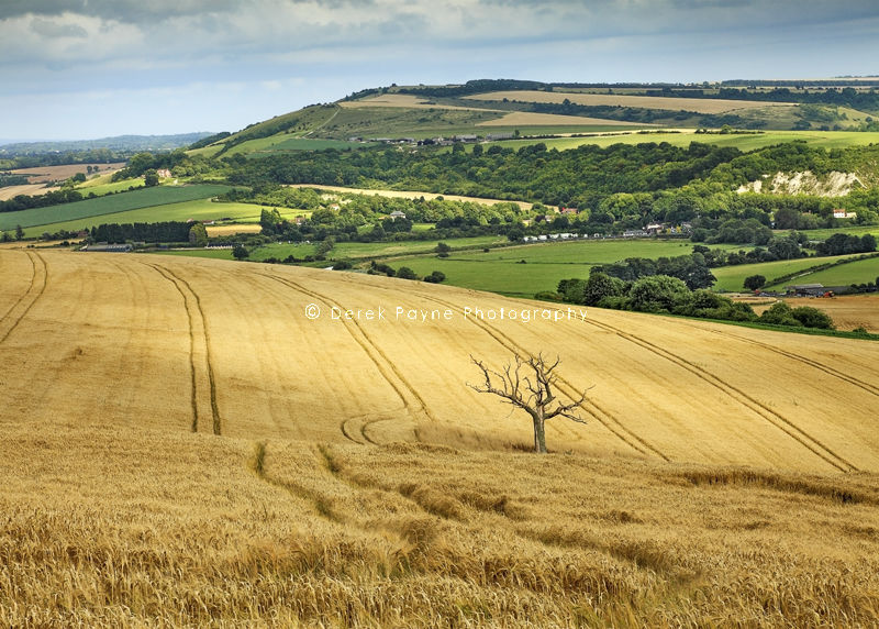 A view from Bury Hill