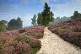 Misty dawn on Heather covered Hesworth Common, West Sussex