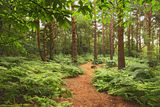 Hesworth Common forest, West Sussex