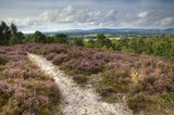 View from Heather covered Hesworth Common, West Sussex