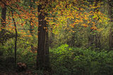 Autumn.