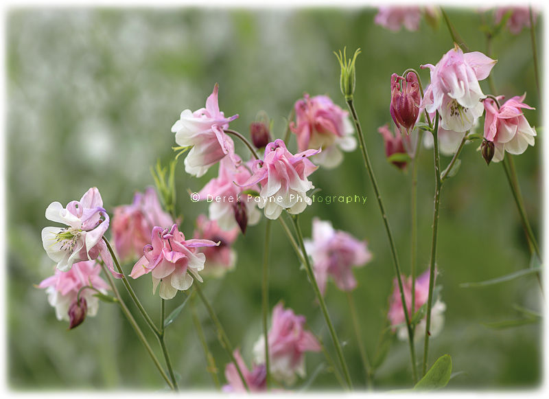 Aquilegia